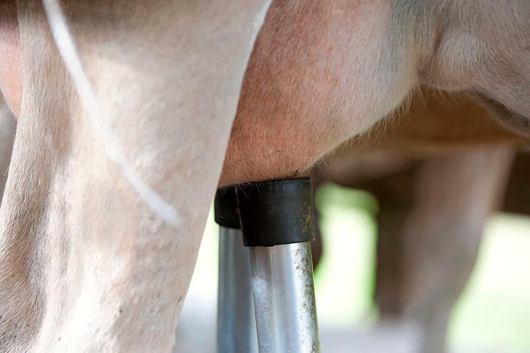 Met behulp van de termijnmarkt voor zuivel kunnen veehouders prijsrisico’s afdekken. - Foto: Mark Pasveer