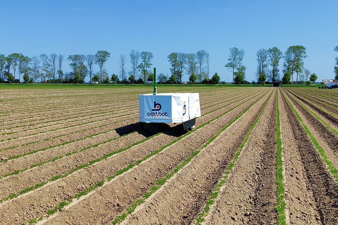 Odd.Bot richt zich met zijn onkruidrobot op hoog salderende gewassen in de biologische landbouw. De geplande introductie in de praktijk is met 2 jaar opgeschoven. - Foto: Odd.Bot