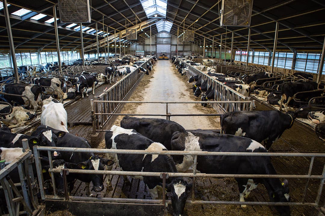 Het saldo, ofwel het verschil tussen opbrengsten minus toegerekende kosten, neemt sterk toe, zo becijfert Agrimatie. - Foto: Peter Roek