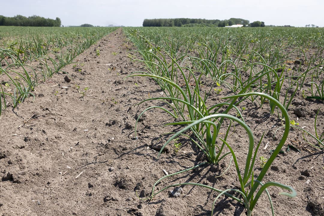Perceel uien in Steenbergen. Het droge en schrale weer van afgelopen maanden leidde tot grote verschillen tussen de gewassen. – Foto: Peter Roek