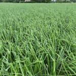 Het advies is om op tijd in het seizoen te beginnen met bespuitingen. - Foto: Corteva Agriscience