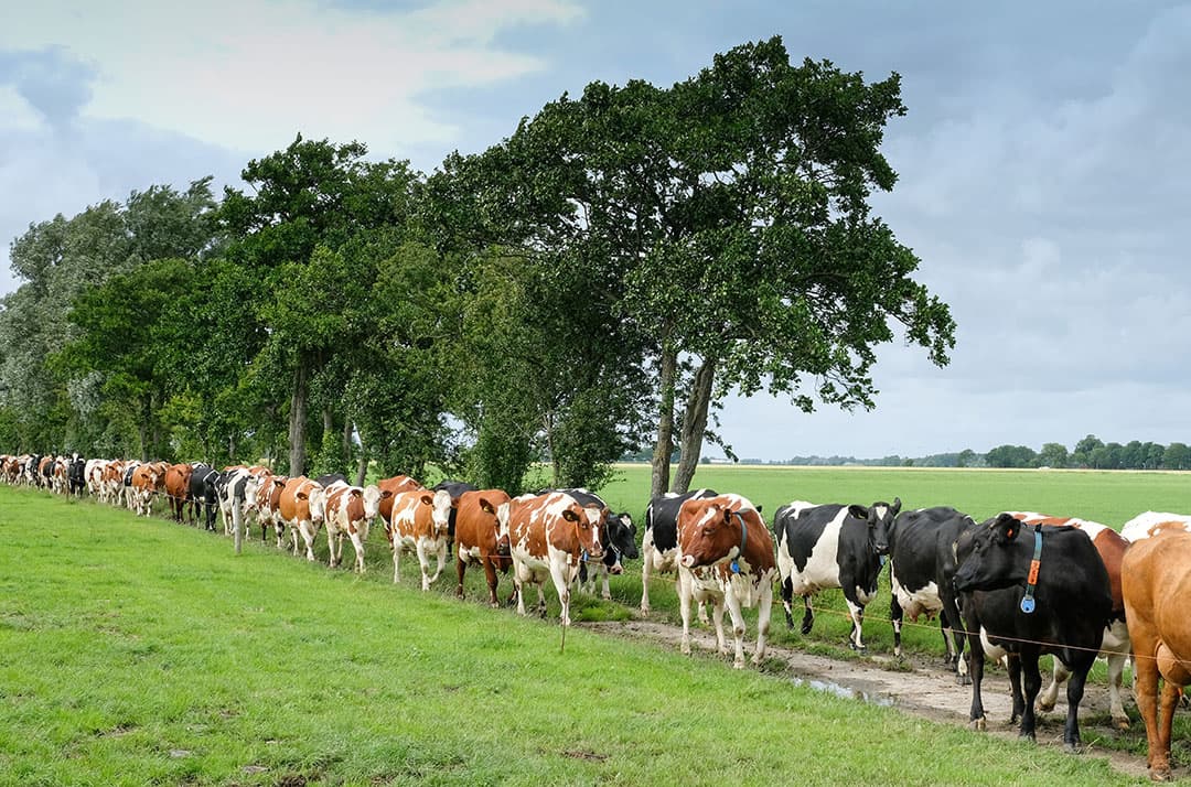 Slechts 1 op de 10 veehouders vindt dat Nederland het stikstofdoel van het kabinet, halvering uitstoot in 2030, moet halen. - Foto: Jan Willem van Vliet