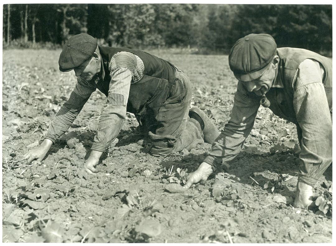 Onkruid wieden met de hand in 1940. Deze methode kwam toen al niet veel meer voor, het kostte veel tijd om een perceel onkruidvrij te krijgen. Mogelijk dat de mannen op de foto betrokken waren bij onderzoek naar verschillende soorten onkruid.