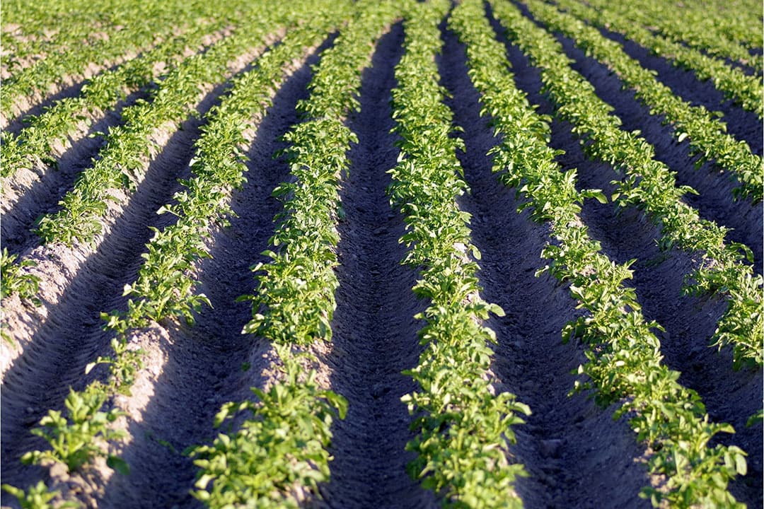 De Sclerotinia-schimmel leidt tot het rotten en afsterven van planten. Planten beschermen zichzelf door een eiwit te produceren dat de schimmel stopt of remt. - Foto: Canva