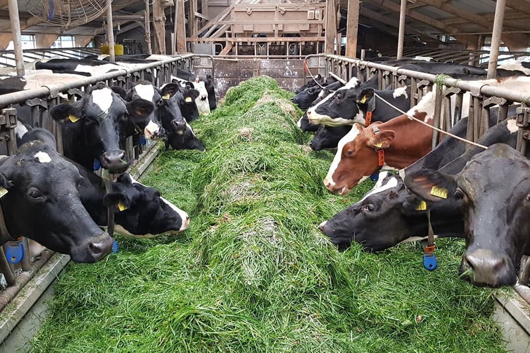 Gedurende het seizoen wordt volop vers gras op stal gevoerd. Dat pakt erg goed uit met de Puur-brok als krachtvoeraanvulling naast het verse gras. - Foto: De Heus