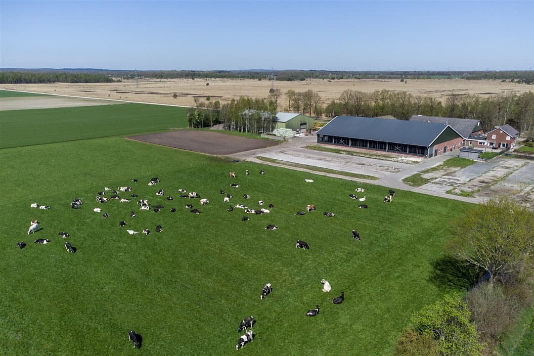 Koeien in de weide bij een melkveehouderij aan de rand van een natuurgebied. - Foto: ANP
