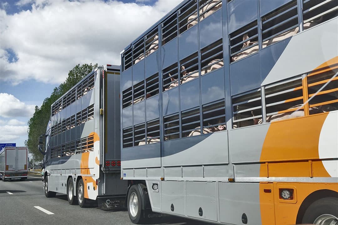 Transport van varkens.- Foto: ANP