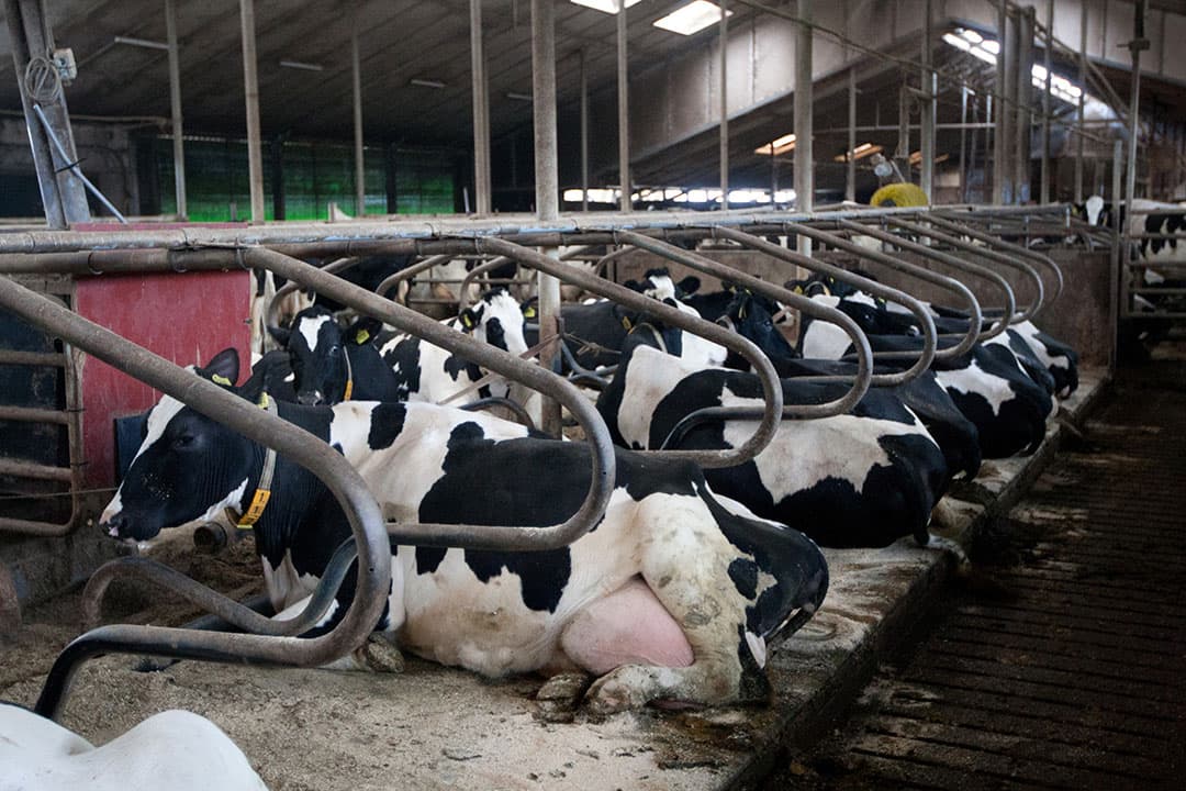 De Europese Commissie eist van Nederland harde garanties op het verkleinen van de veestapel. - Foto: Ronald Hissink