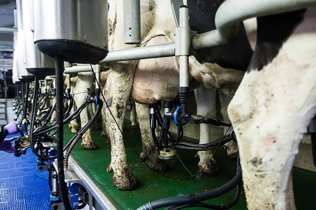 Een subklinische uierontsteking leidt tot lagere dagmelkproductie en zo ook tot inkomstenderving. - Foto: Ronald Hissink