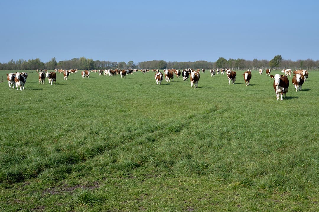 De koeien krijgen weidegang in percelen met gras, maar ook met gras-kruiden. Hooch Antink merkt geen verschil in opname of smakelijkheid tussen de twee grasbestanden. - Foto: Michel Velderman