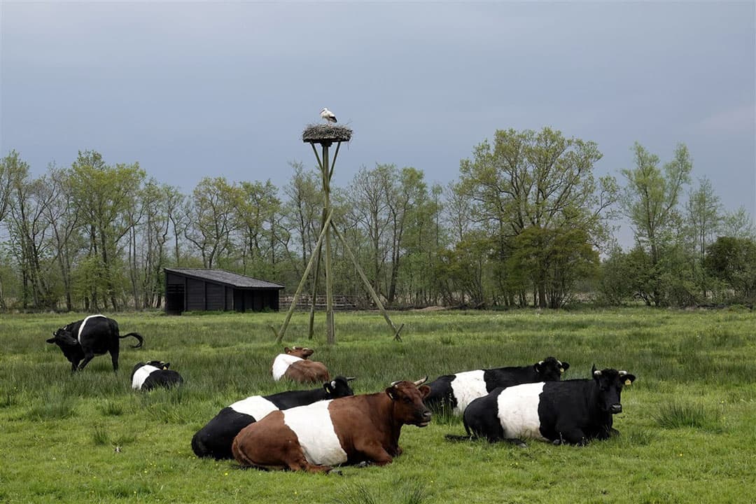 Koeien delen de wei met een ooievaar nabij het Natura 2000-gebied Nationaal Park Weerribben Wieden. - Foto: ANP
