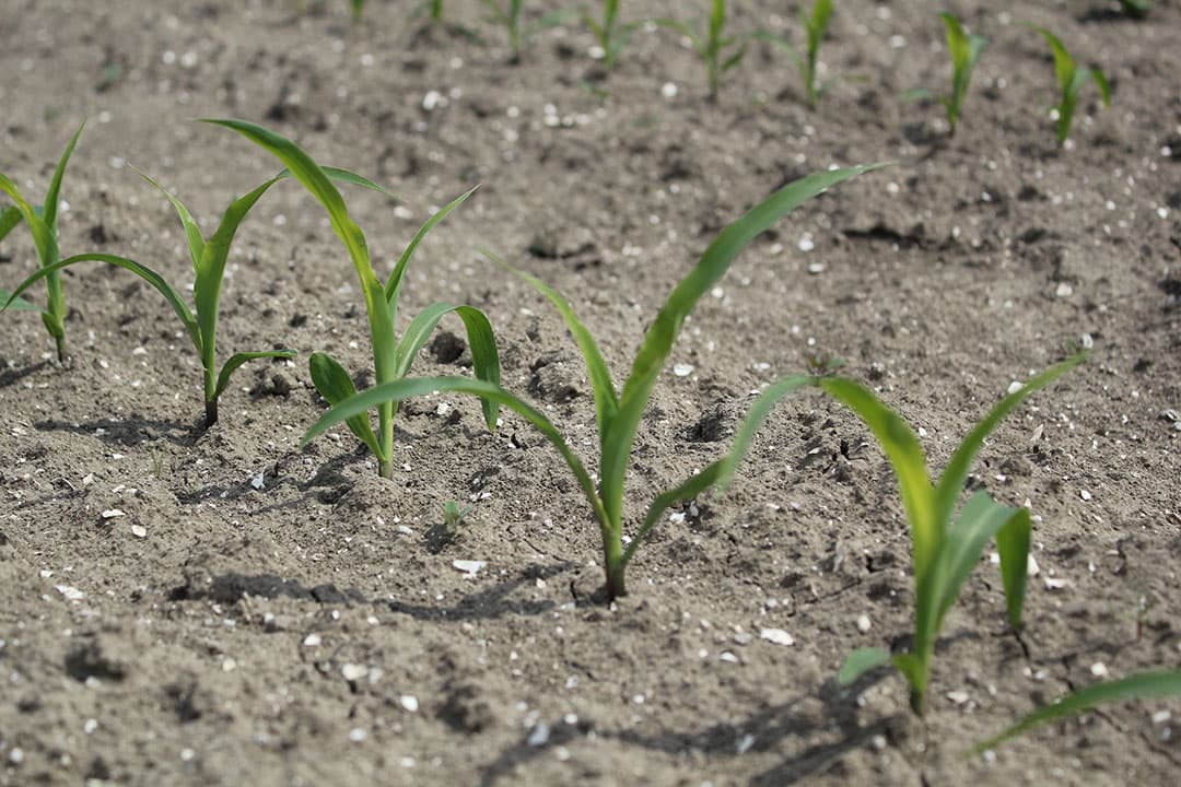 Komt de maïs goed op, dan wordt de gewenste plantdichtheid gerealiseerd. -  Foto's: KWS