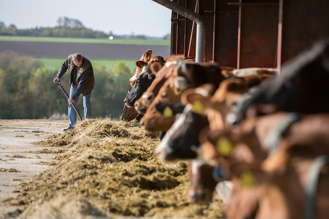 Melkveebedrijf in Denemarken. In dit land gaat Arla de methaanremmer testen. - Foto: Arla Foods