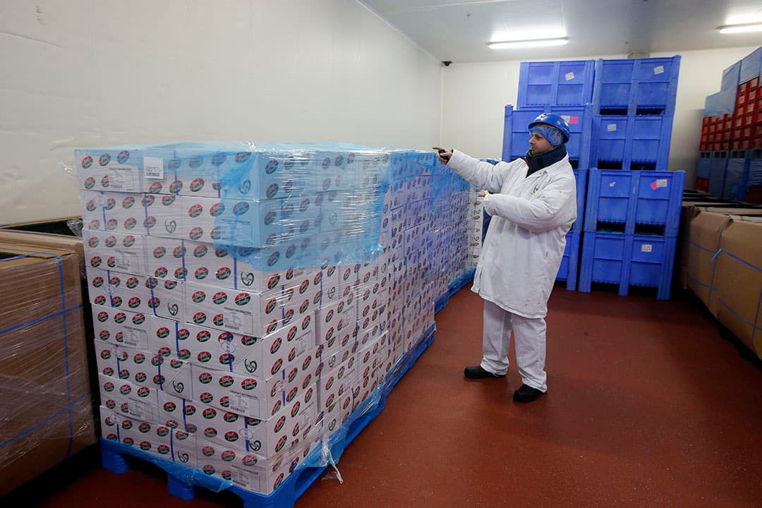 Varkensvlees klaar voor de export. Foto: Bert Jansen