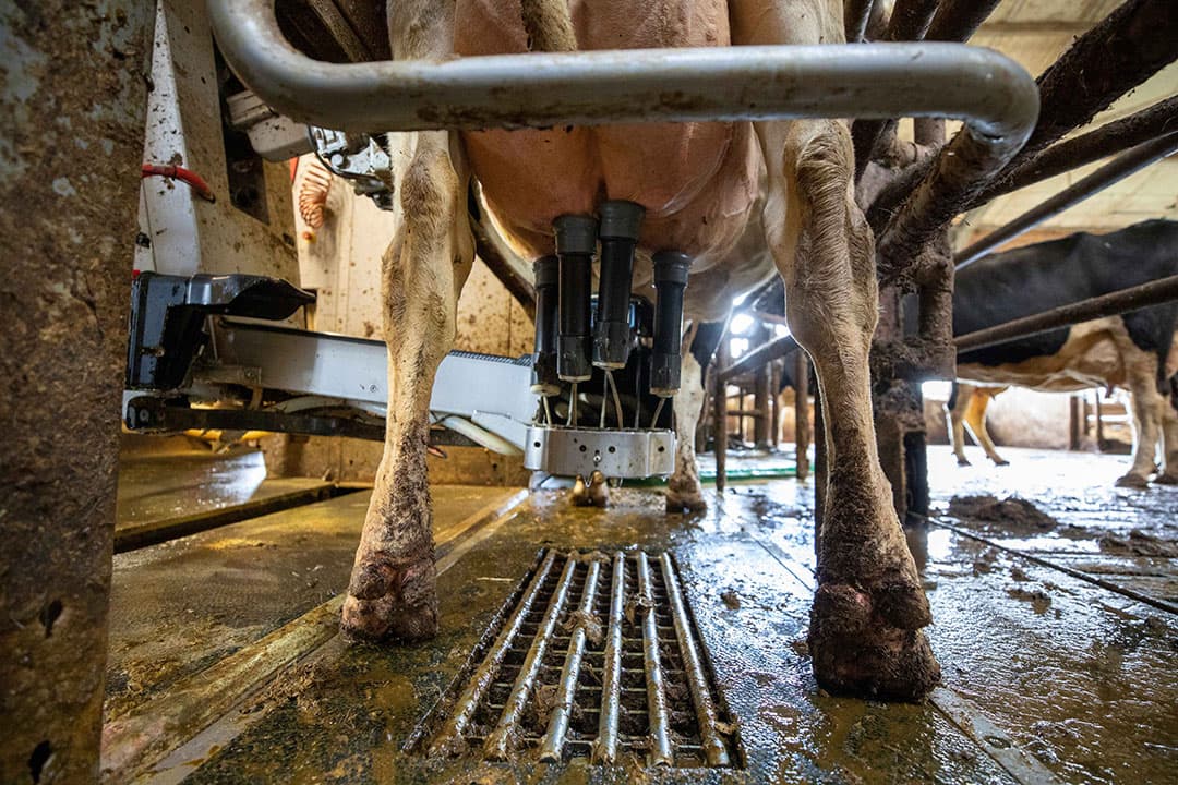 Foto: Anne van der Woude