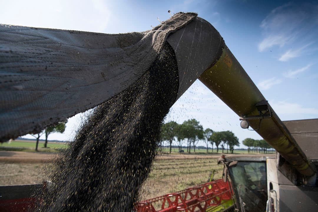 Oogst van koolzaad. - Foto: Mark Pasveer