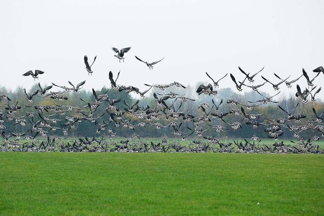 Foto: Henk Riswick