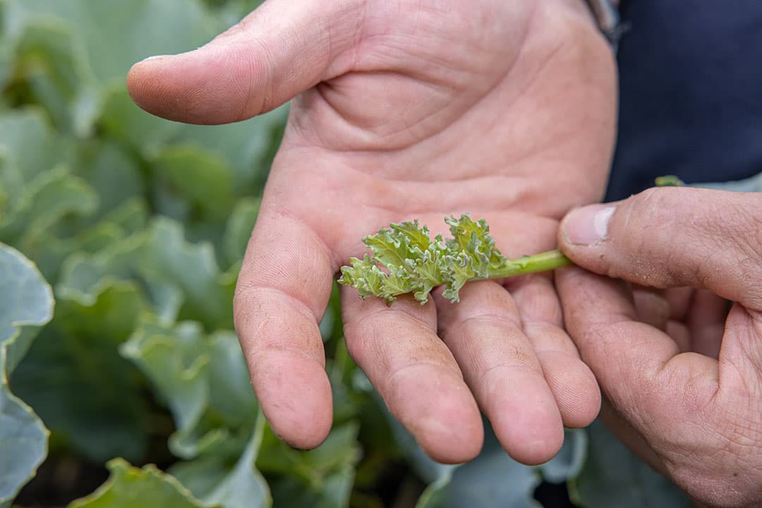Het SalFar-project deed ervaring op met de teelt van verschillende soorten gewassen. - Foto: Peter Roek