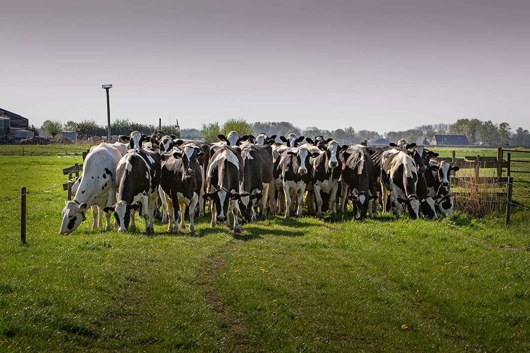 A-ware keert vanaf mei een seizoenspremie uit van € 2 per 100 kilo op weidemelk. - Foto: Peter Roek