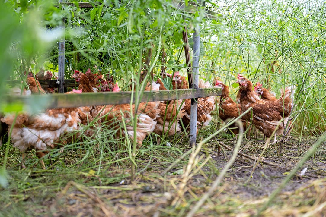 Na zes maanden mag in België pluimvee weer naar buiten. - Foto: Michel Velderman