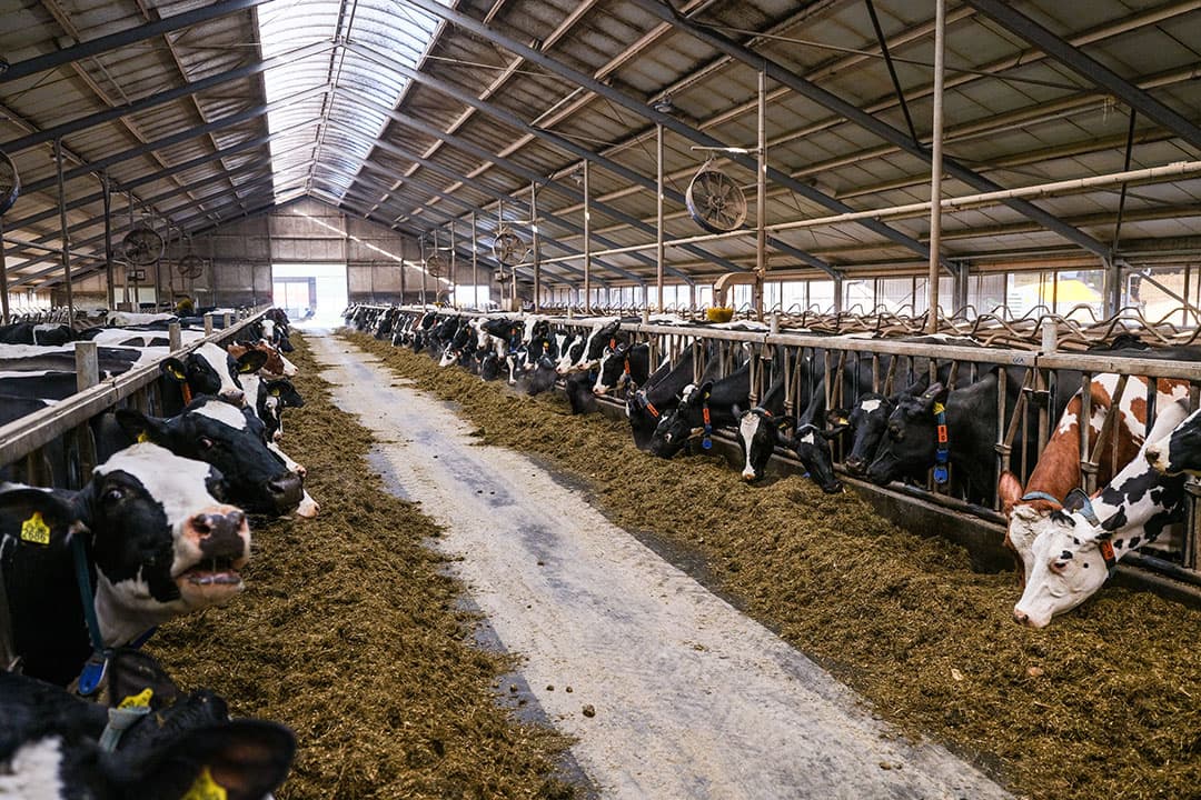 Foto: Jan Willem van Vliet