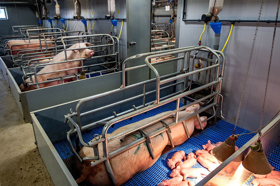 Vooral op zeugenbedrijven is de energiebehoefte groot. In de kraamstal en biggenstallen met vloerverwarming is veel warmte nodig. Een warmtepomp kan dan al snel uit. - Foto: Ronald Hissink