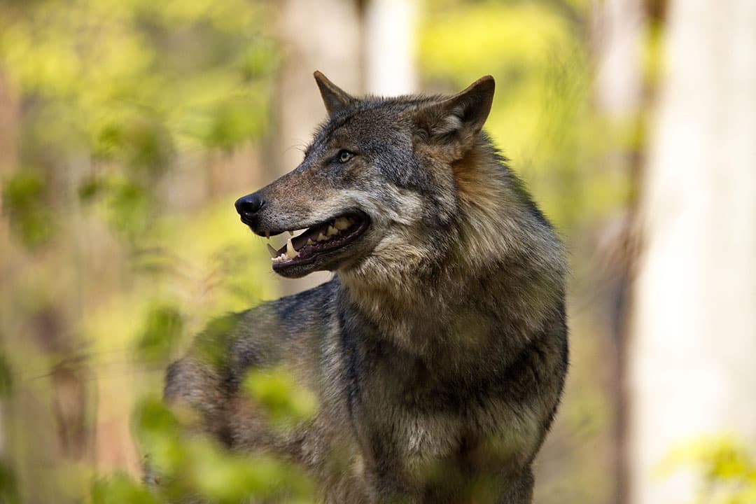 In 2015 is de eerste wolf weer in Nederland waargenomen. - Foto: Canva