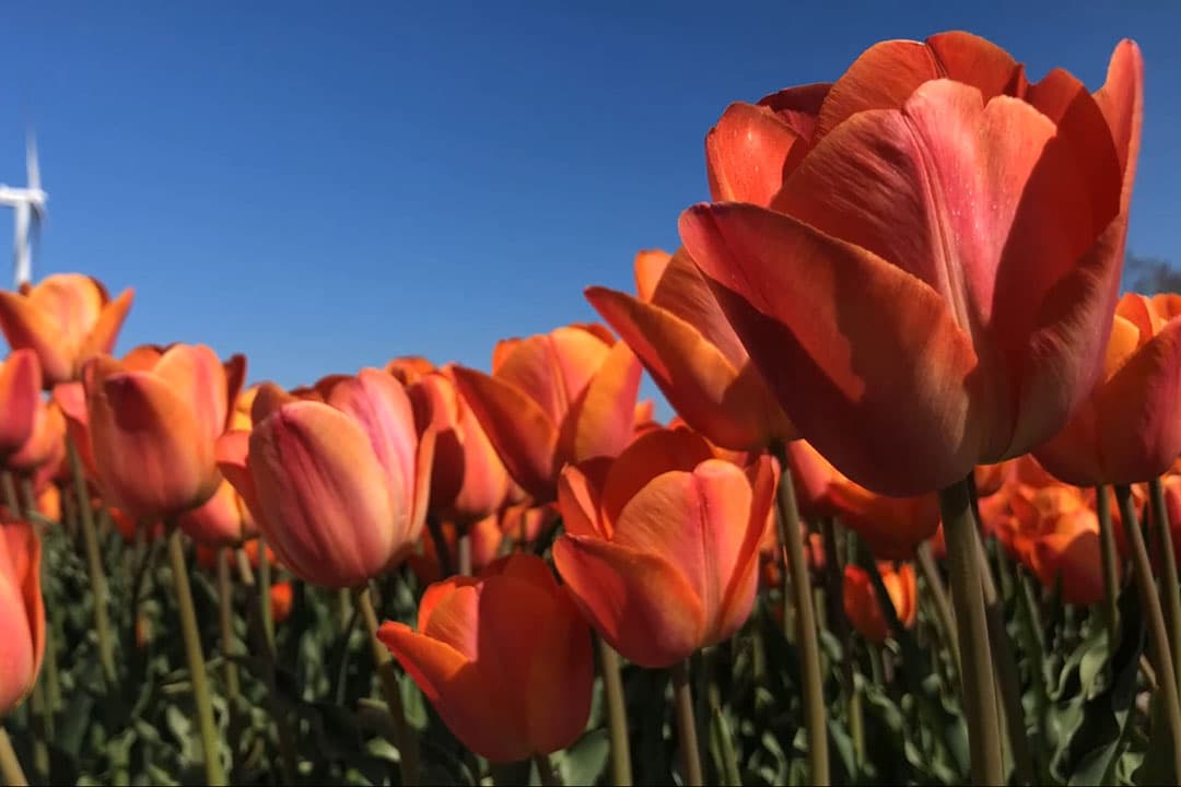 Foto: Paulus Maessen