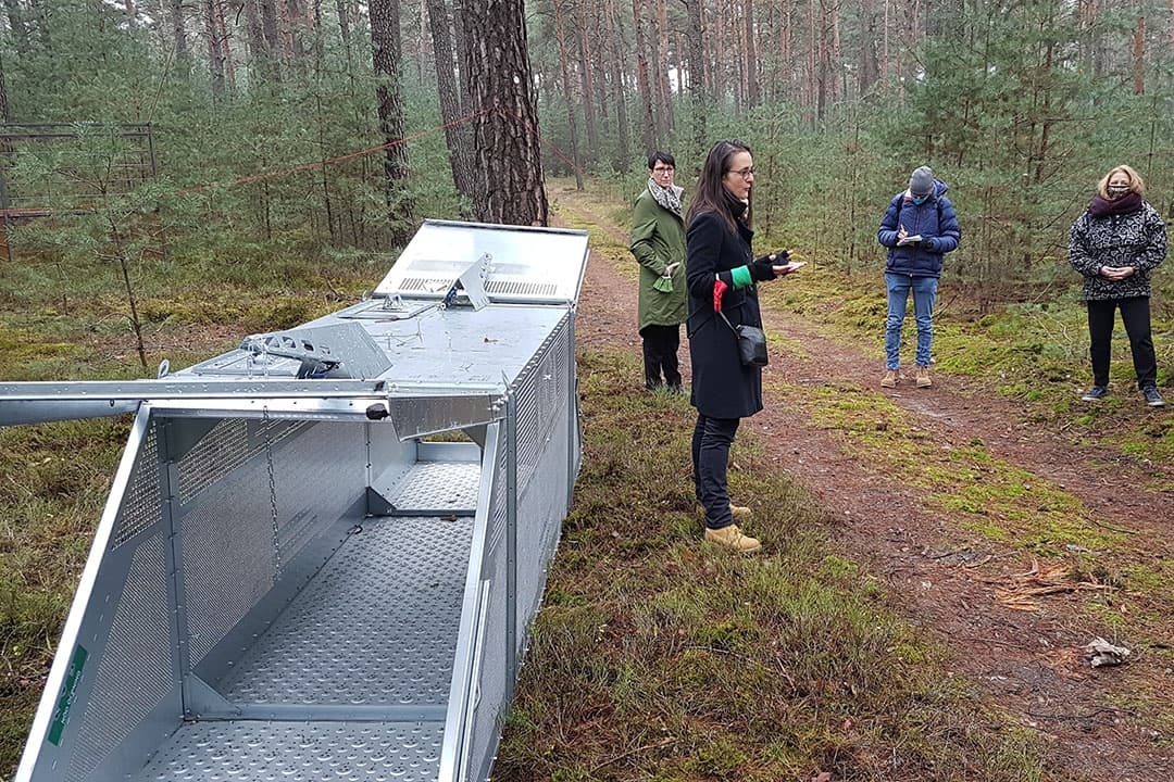 Val voor wilde zwijnen, in de eerste witte zone rond het besmette gebied met Afrikaanse varkenspest in de Duitse deelstaat Brandenburg. - Foto: MSGIV