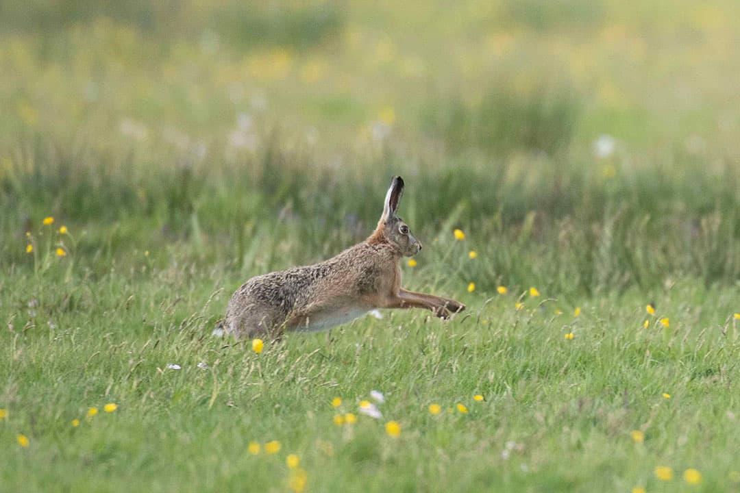 Bij de vogeltellingen zijn hazen en konijnen ‘bijvangst’. - Foto: Mark Pasveer