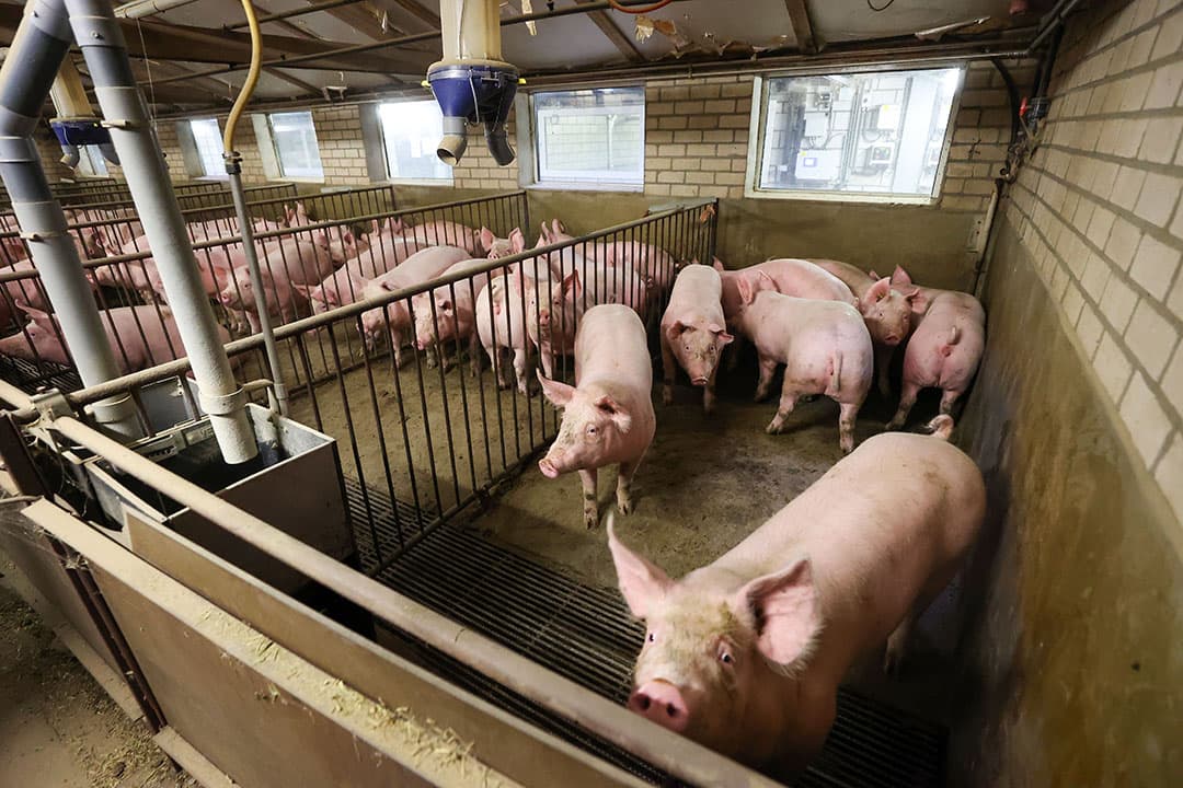 Een uniforme koppel gezonde varkens. - Foto: Bert Jansen