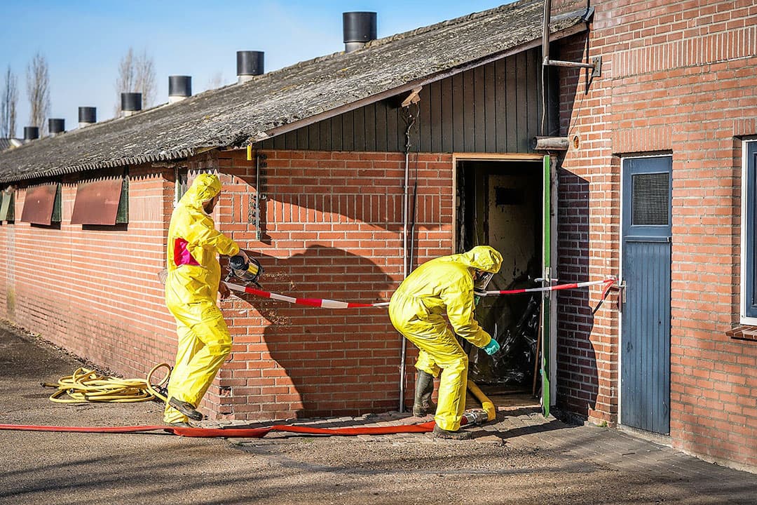 Ruiming van kippen bij een pluimveebedrijf. - Foto: Bert Jansen