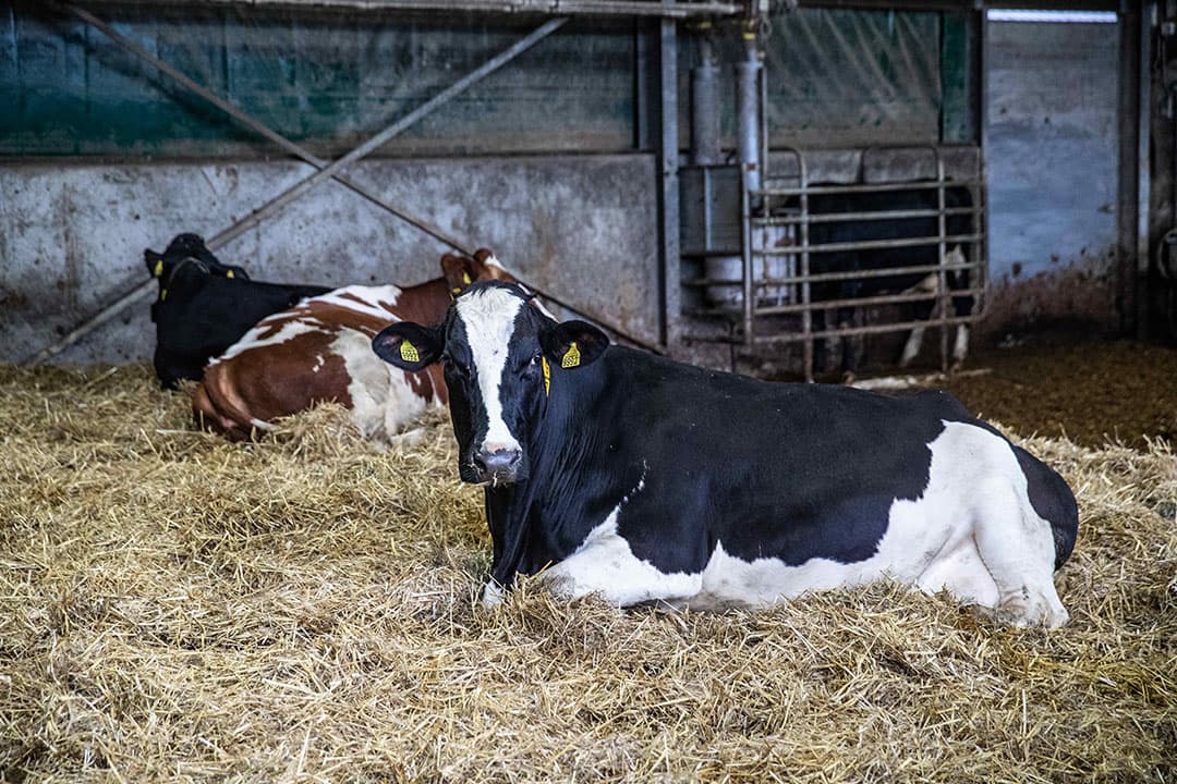 In een schoon afkalfhok is de kans op het naar binnen tredende bacteriën kleiner. - Foto: Ronald Hissink