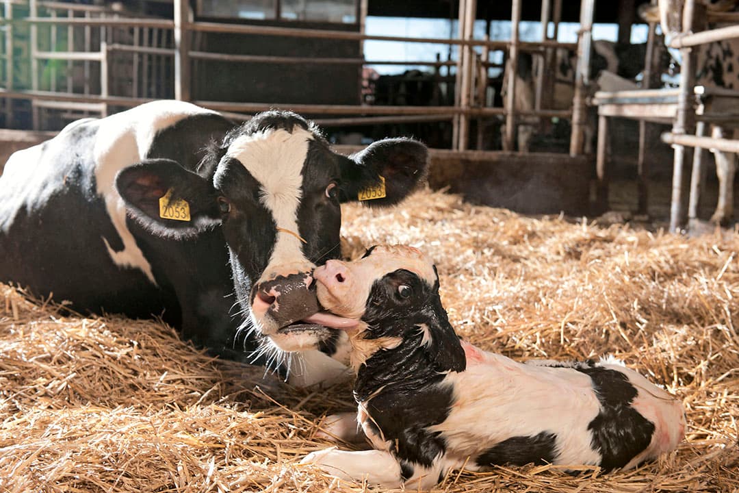 Een goed transitiemanagement is cruciaal voor een goed rendement op melkveebedrijven. Als dat niet goed op orde is, kunnen veel gezondheidsproblemen voortkomen uit afkalven en opstart. - Foto: Mark Pasveer