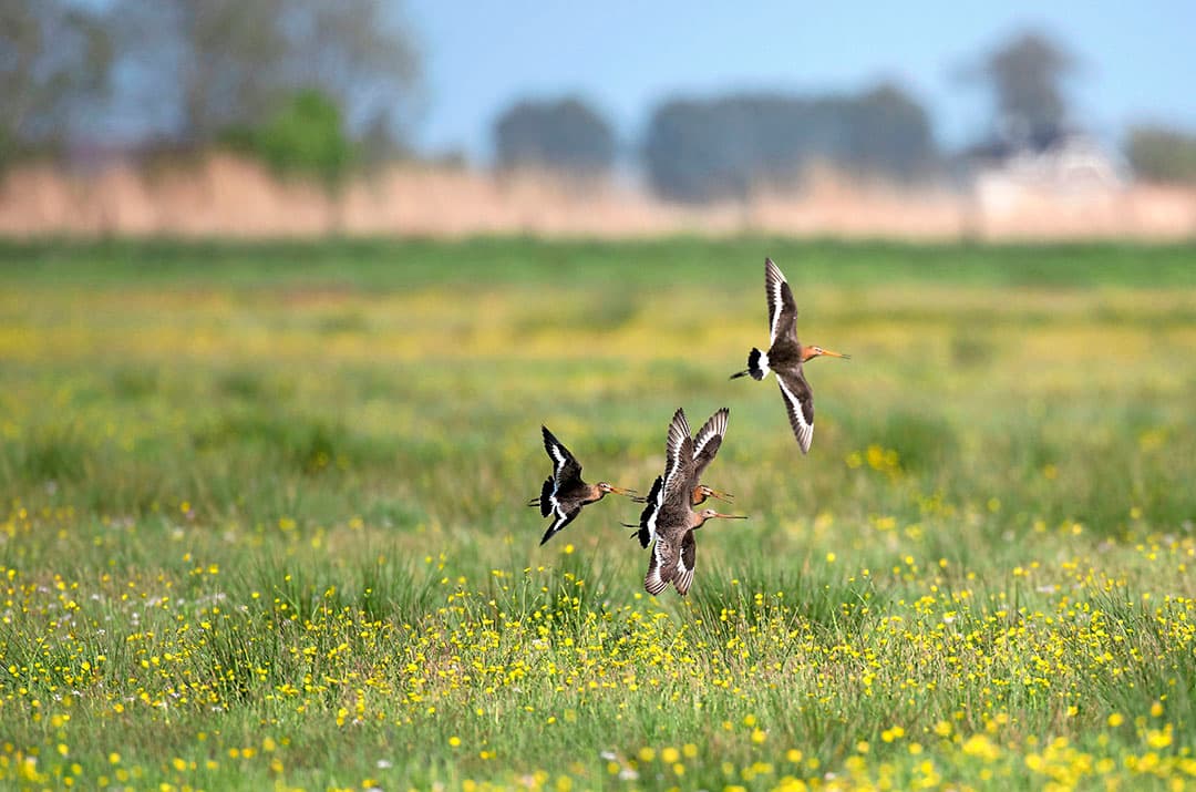 Met maatregelen als verhoging van het waterpeil en het aanleggen van plas-drasgreppels laten verschillende collectieven van boeren zien dat er kans is voor de grutto. - Foto: Mark Pasveer