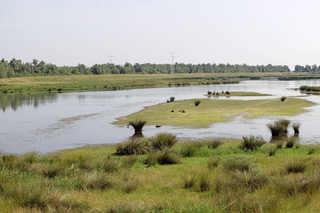 Meanderende rivier. - Foto: Henk Riswick