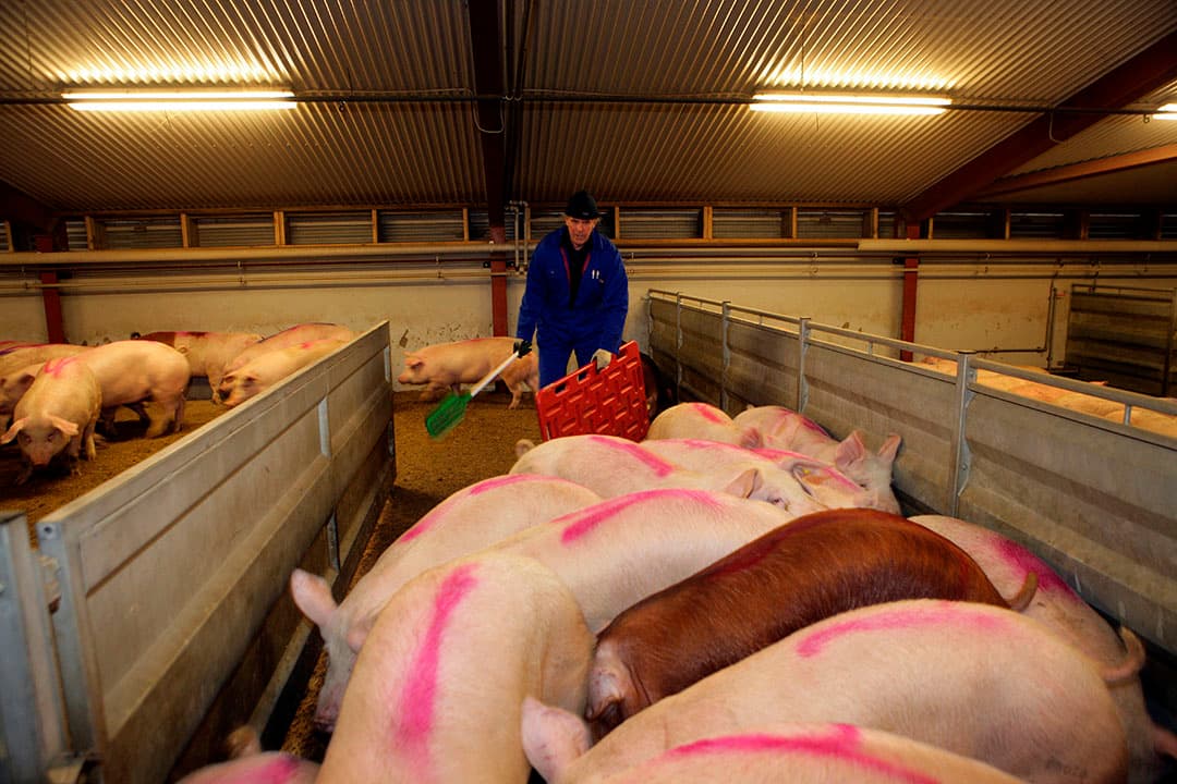 Varkensoverslagbedrijf in Denemarken. - Foto: Henk Riswick