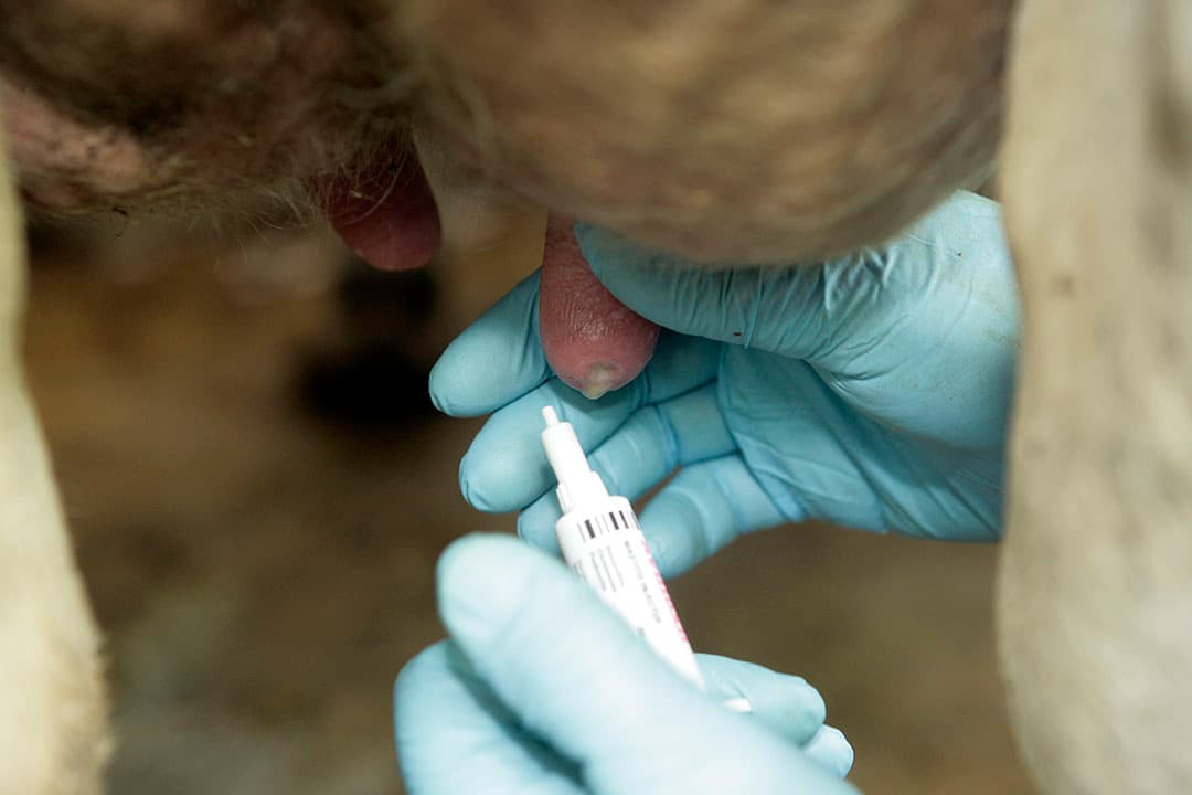 Een gerichte aanpak op gebied van uiergezondheid draagt bij in het verlagen van het tankcelgetal op bedrijfsniveau.