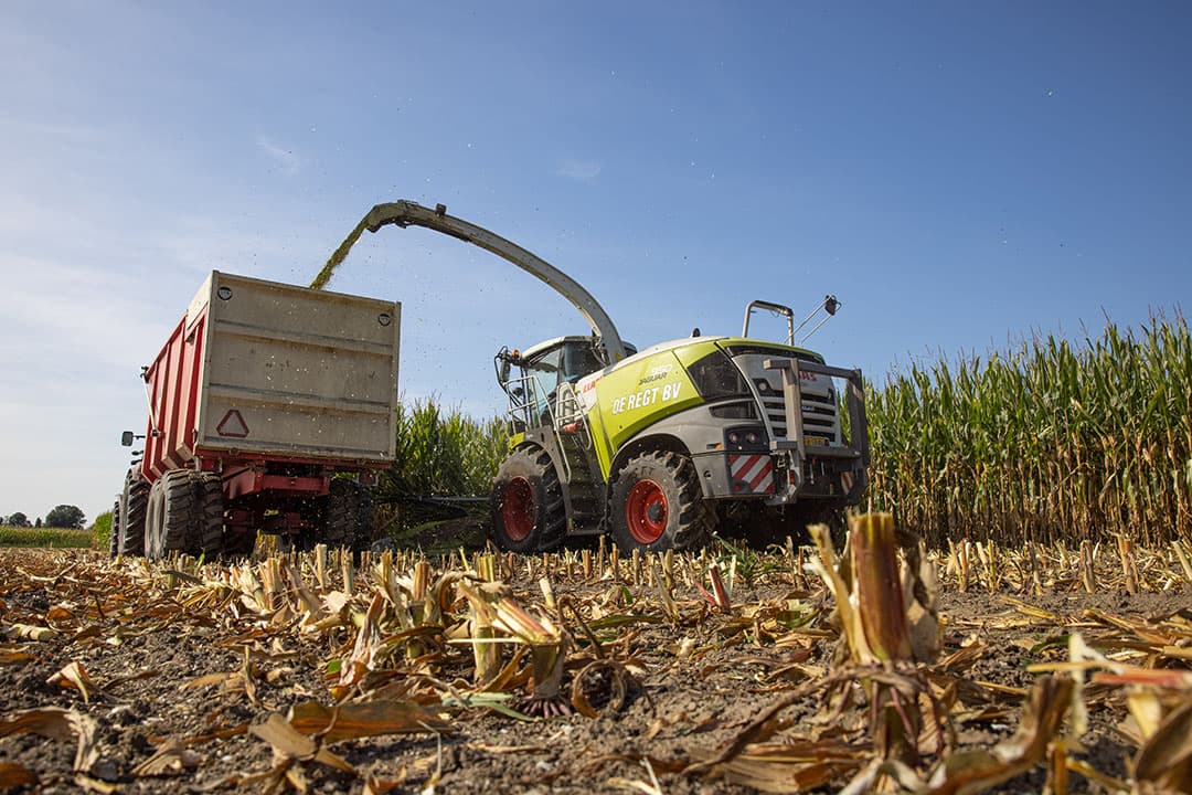 Zonder onderzaai in mais, is inzaai van een vanggewas voor 1 oktober verplicht. Dat dwingt telers om vroeg te oogsten. In het late seizoen 2021 heeft dat opbrengst gekost. - Foto: Peter Roek