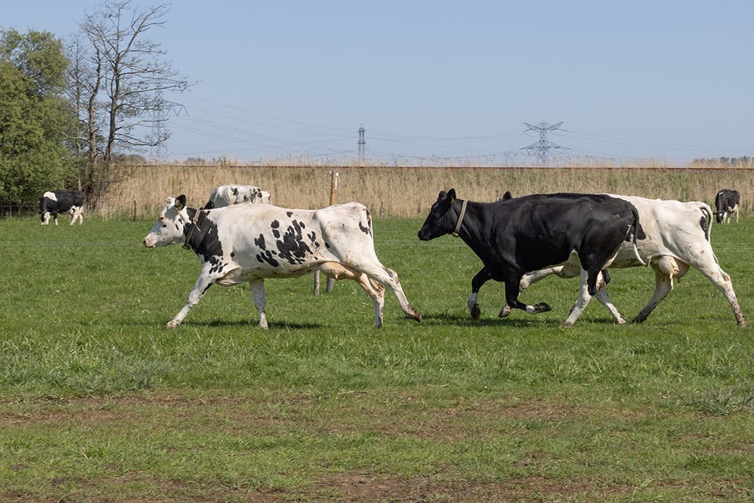 Foto: Peter Roek