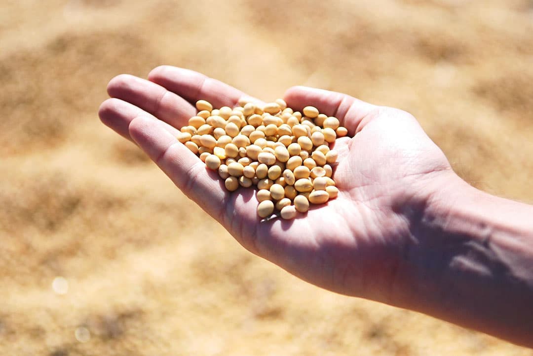 Het is zinvol om vee de juiste hoeveelheid voedingstoffen te geven - energie, eiwitten, aminozuren, mineralen, spoorelementen en vitaminen - op het juiste moment, namelijk als het dier ze nodig heeft om het lichaam in goede conditie te houden en voor productie.  - Foto: Laboratoires Phodé