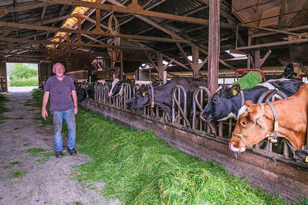 Geert van der Spoel (66) woont in Westdorp (Dr.). Met zijn vrouw Antje en zoon Ben vormt hij een maatschap. Het bedrijf telt 68 melkkoeien, daarnaast is er een zorgboerderij. Na een aanval van de eigen stier loopt hij nog een beetje stijf. - Foto's: Jan Willem van Vliet
