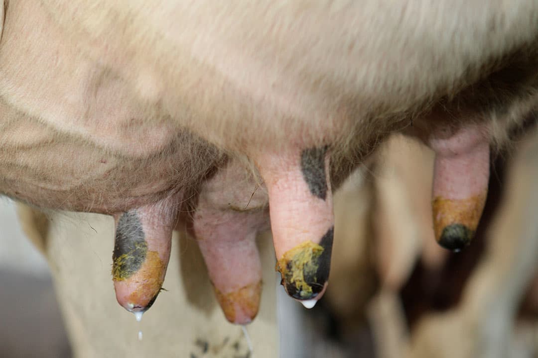 Melk lekken kan diverse oorzaken hebben en vergroot het risico op uierinfecties. - Foto: Hans Prinsen