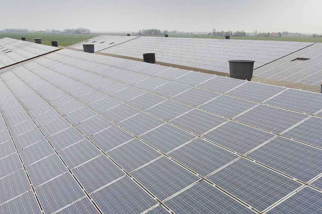 Zonnepanelen op een pluimveestal. Bij Gonja Hospers moeten de panelen soms wel acht keer per dag uit vanwege onbalans op de energiemarkt. - Foto: Mark Pasveer