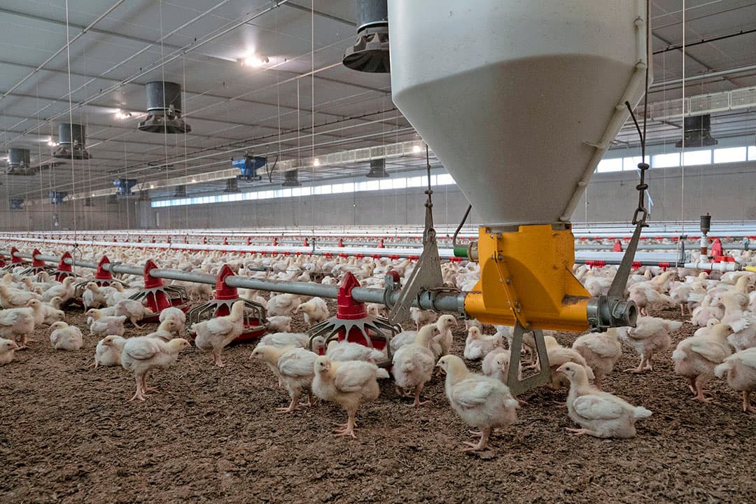 Vooral de voerkosten rijzen de pan uit. Het voer is de afgelopen weken euro’s duurder geworden. Voor vleeskuikenhouders is voer de grootste kostenpost, samen met energie. - Foto: Galama Media