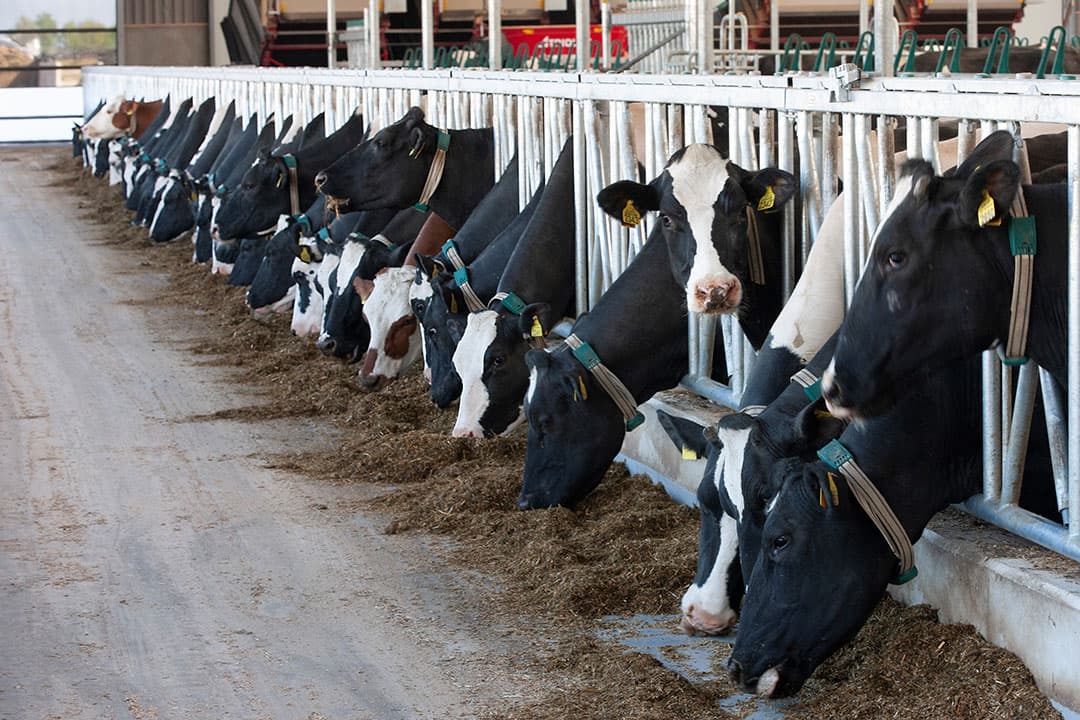 Het grootste deel van de bedrijven die deelnemen aan de pilot Koe en Eiwit moeten nog stappen zetten om te komen tot 155 gram ruw eiwit in het rantsoen van de veestapel. - Foto: Hans Banus