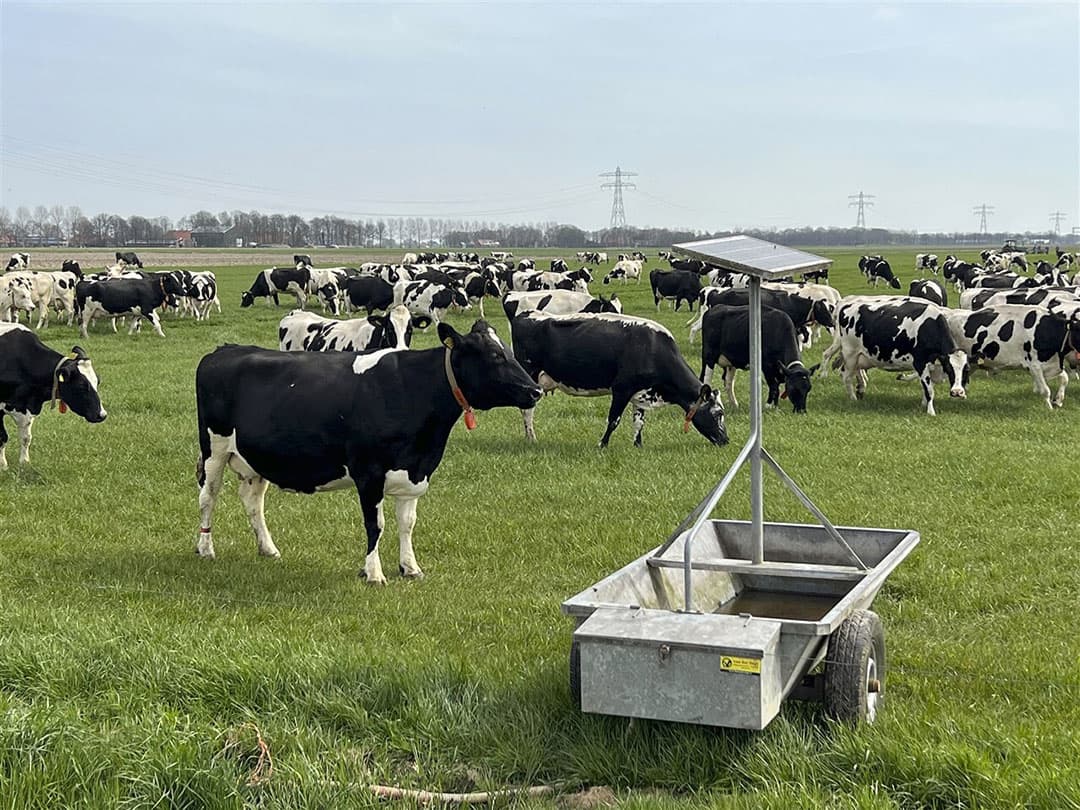 Het areaal grasland mag niet afnemen, dus de opkoop van cultuurgrond gaat vooral plaatsvinden waar de melkveehouderij wordt weggekocht. - Foto: ANP