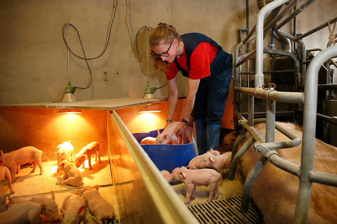 Alternerend zogen, ook wel split suckling, is een systeem om bij grote tomen alle biggen voldoende biest te laten opnemen. - Foto: Hans Prinsen