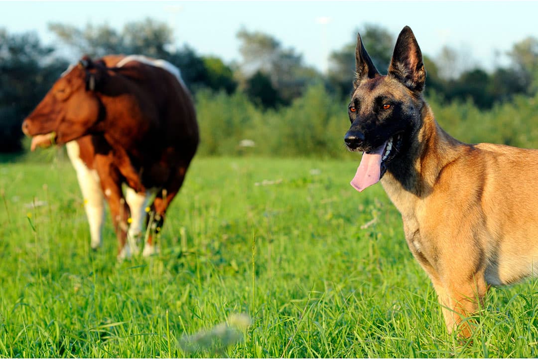 Foto: Canva/ Fenne
