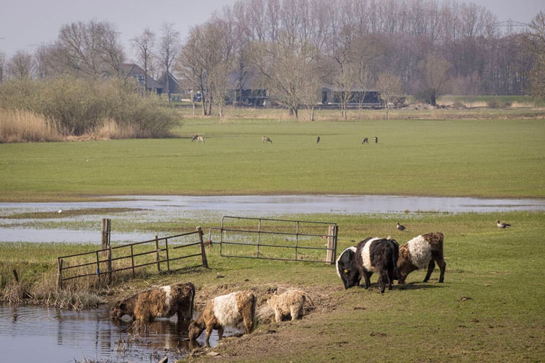 In de afgelopen 27 jaar hebben boeren in onteigeningstrajecten 11.066 hectare aan overheden moeten afstaan. - Foto: Koos Groenewold